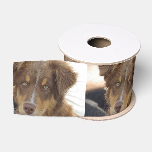 aussie red tri pup ripsband (Spule)