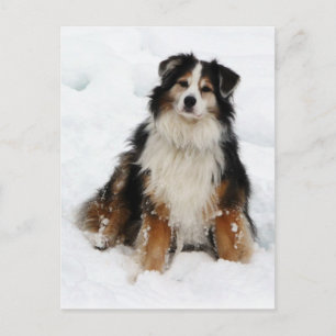 Aussie Shepherd Dog in Snow Postkarte
