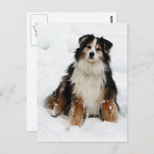 Aussie Shepherd Dog Postkarte (Vorne/Hinten)