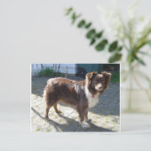 Aussie_Shepherd_Red tri vollständig Postkarte (Stehend Vorderseite)