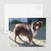 Aussie_Shepherd_Red tri vollständig Postkarte (Vorne/Hinten)