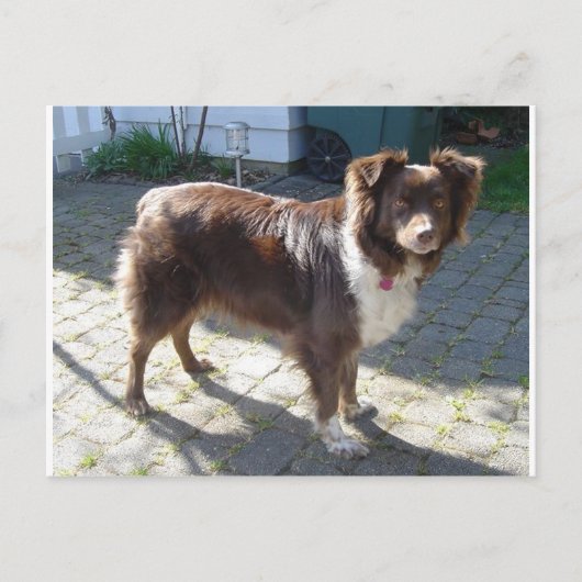 Aussie_Shepherd_Red tri vollständig Postkarte (Vorderseite)