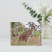 aussie wallaby postkarte (Stehend Vorderseite)