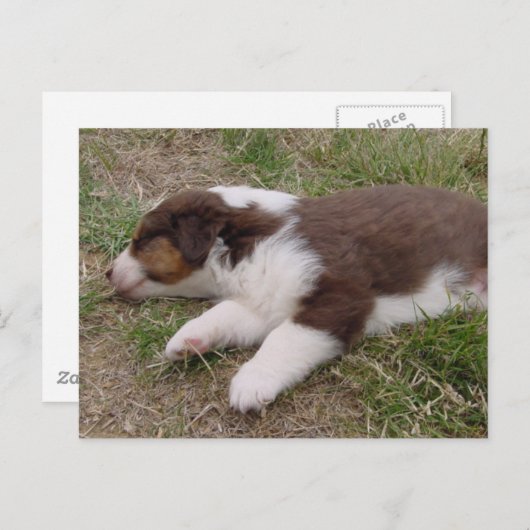 aussie Welpe schlafen Postkarte (Vorne/Hinten)