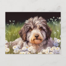Aussiedoodle mit Gänseblümchen