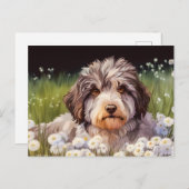 Aussiedoodle mit Gänseblümchen Postkarte (Vorne/Hinten)