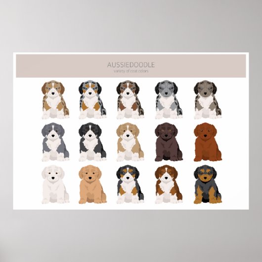 Aussiedoodle Welpe Fell Farben Poster (Vorne)