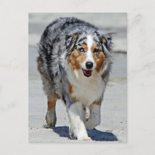 Aussies - 1. Tag der Sommerstrandspaziergang Postkarte (Vorderseite)