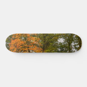 Ausstellen der Skateboard