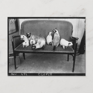 Ausstellung Cat Club - Mondial 494 Postkarte