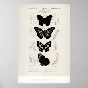 Ausstellungs-Kunstposter Charles dOrbigny Schmette Poster