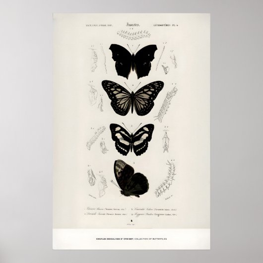 Ausstellungs-Kunstposter Charles dOrbigny Schmette Poster (Vorne)