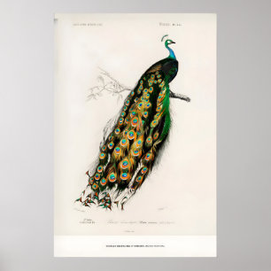 Ausstellungskunst Charles dOrbigny Indian Poster