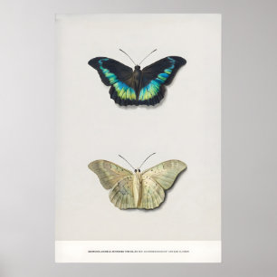 Ausstellungskunst Druck Georgius van Os Zwei Poster