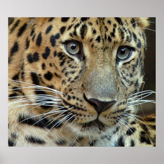 Aussterben Poster (Vorne)