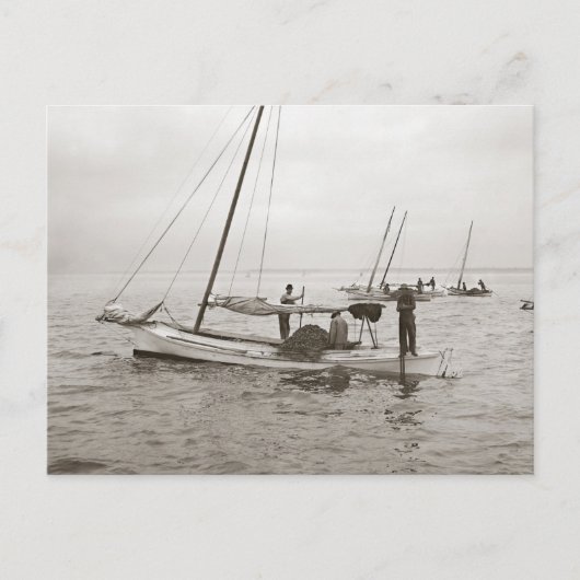 Auster Boats, 1903 Postkarte (Vorderseite)