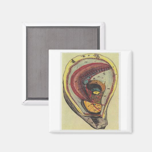 Auster Magnet (Vorderseite/Rückseite)