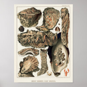Austern des Great Barrier Reef von Australien im V Poster