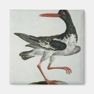 Austern-Fänger, c.1767-76 (Hand farbiger Stich Magnet