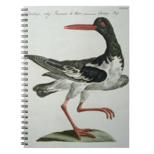 Austern-Fänger, c.1767-76 (Hand farbiger Stich Notizblock