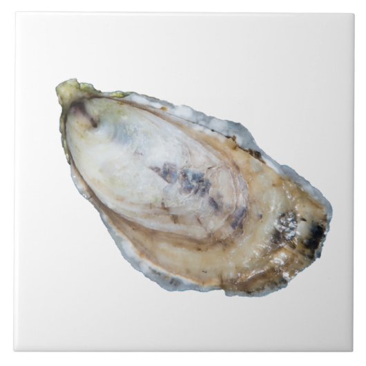 Austern-Fliese - entwerfen Sie ein Weiß Fliese (Vorderseite)