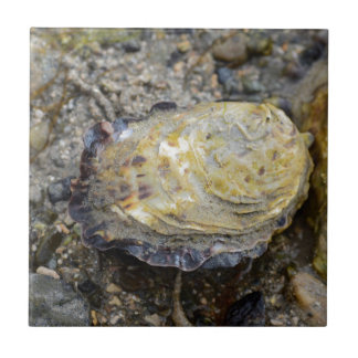 Austern-Muschel Fliese