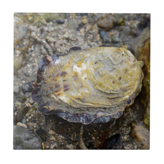 Austern-Muschel Fliese (Vorderseite)