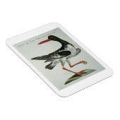 Austernfänger, c.1767-76 (handfarbene Gravur) Magnet (Rechte Seite)