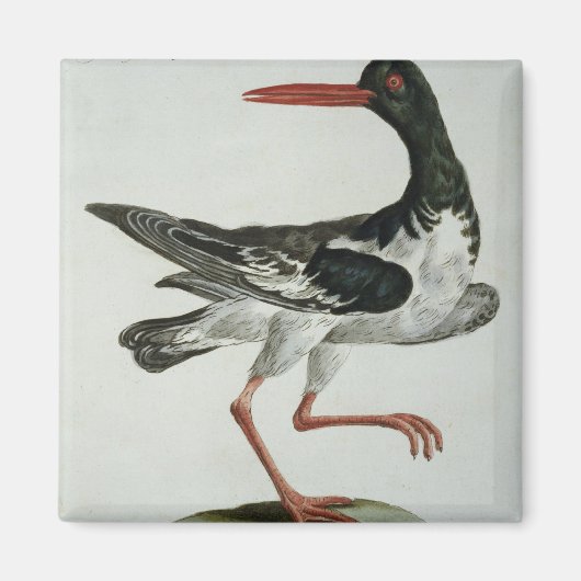 Austernfänger, c.1767-76 (handfarbene Gravur) Magnet (Vorne)
