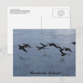 Austernfänger im Flight, Insel Unalaska Postkarte (Vorne/Hinten)