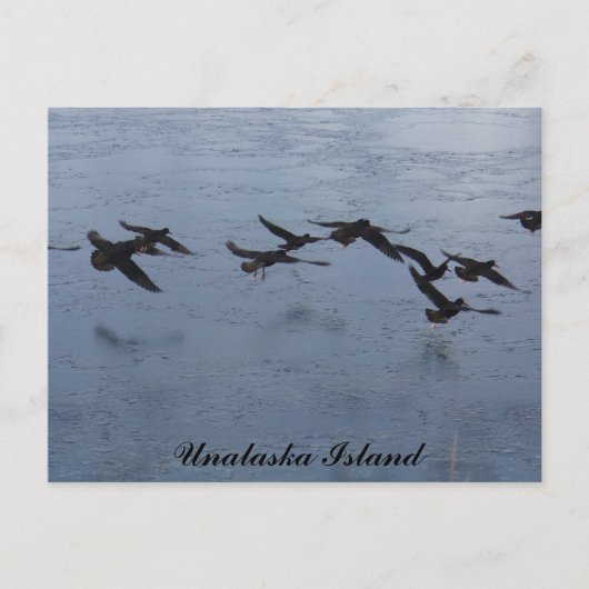 Austernfänger im Flight, Insel Unalaska Postkarte (Vorderseite)