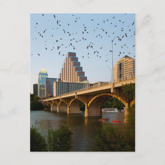 Austin, Texas Congress Bridge Bats Postkarte (Vorderseite)