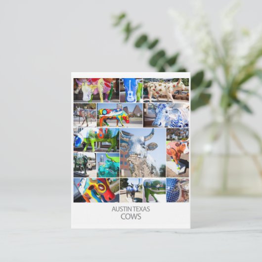 Austin Texas Cows Postkarte (Stehend Vorderseite)