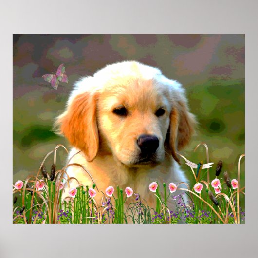 Austin The Golden Labrador Poster (Vorne)