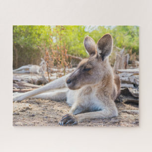 Austrailian Kangaroo Resting Puzzle