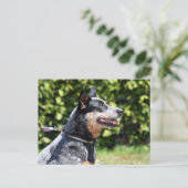 Australhund Postkarte (Stehend Vorderseite)