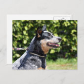 Australhund Postkarte (Vorne/Hinten)