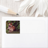 Australhunde (Insitu)