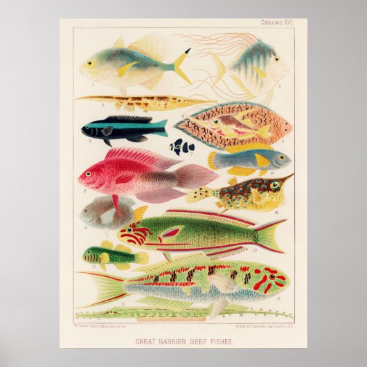 Australia, Great Barrier Reef vintage art poster (Vorne)