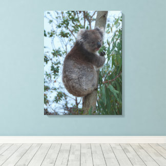 Australia Kangaroo Island Koala in a Tree Leinwanddruck