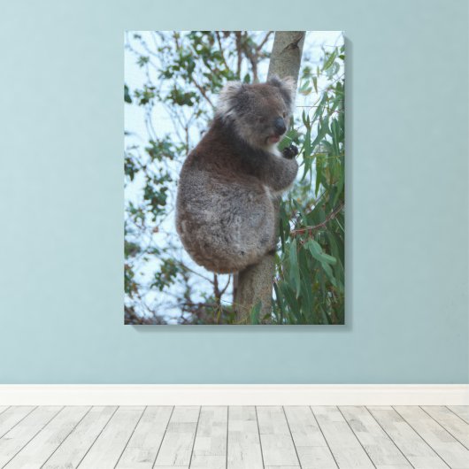 Australia Kangaroo Island Koala in a Tree Leinwanddruck (Insitu (Holzboden))
