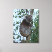 Australia Kangaroo Island Koala in a Tree Leinwanddruck (Vorderseite)