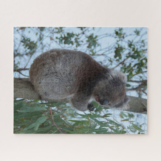 Australia Kangaroo Island Koala Tree, 520 pieces Puzzle (Horizontal)