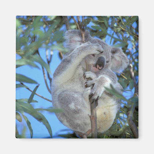 Australia, Koala Phasclarctos Cinereus) Magnet (Vorne)