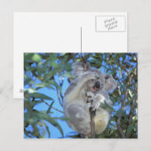 Australia, Koala Phasclarctos Cinereus) Postkarte (Vorne/Hinten)