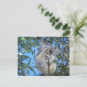 Australia, Koala Phasclarctos Cinereus) Postkarte (Stehend Vorderseite)