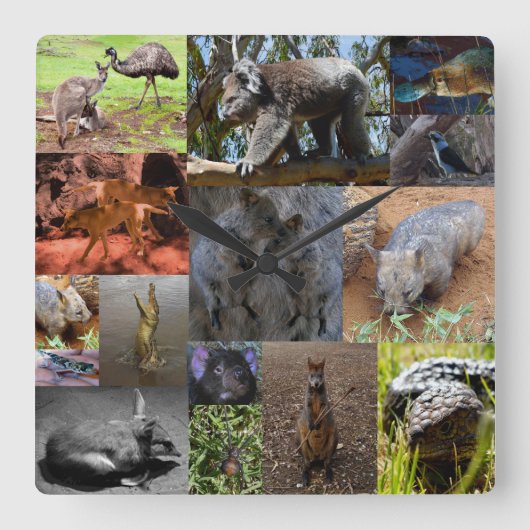 Australian Animals Photo Collage, Wall Clock Quadratische Wanduhr (Vorderseite)