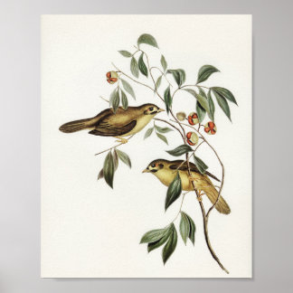 Australian Bell Bird (Myzantha melanophrys) muss Poster