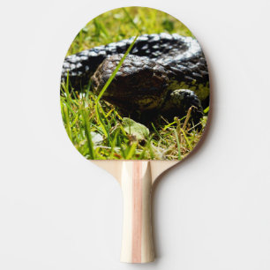 Australian Blue Tongue Shingleback Lizard, Tischtennis Schläger