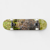 Australian Blue Tongue Stumpy Lizard, Skateboard (Horizontal)